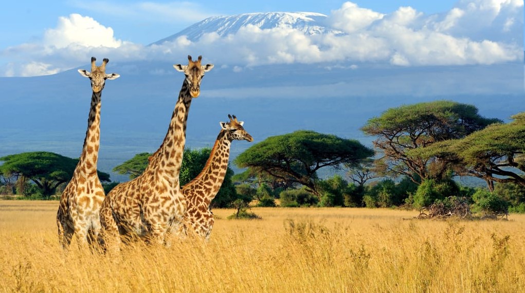 giraffes in kenya